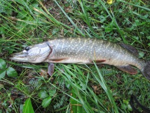 IMG_1211.JPG