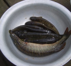 S6001385.JPG