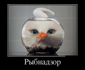 рыбнад.jpg