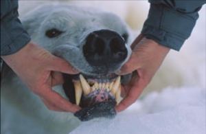 polar_bear_canines.png