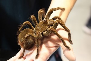 scale_theraphosa-blondi1.jpg