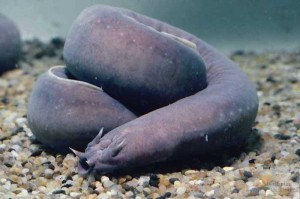 scale_Hagfish1.jpg