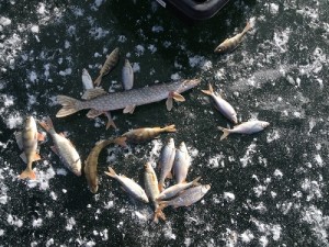 IMG_0309.JPG