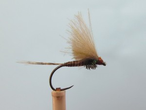 BWO Upright CDC wing.jpg