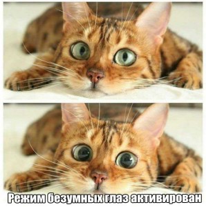 кошак.jpg
