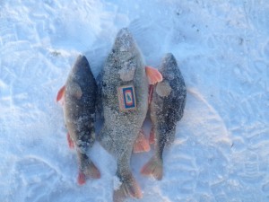IMG_0392.JPG