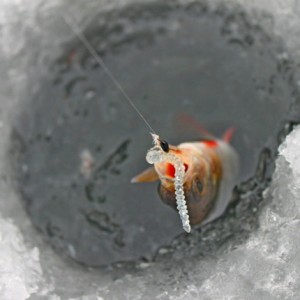 perch 3.jpg