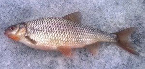 Золотая рыбка Курмы 1.jpg