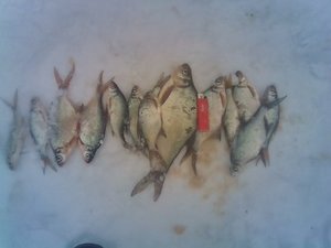 IMG_20170305_152301.jpg