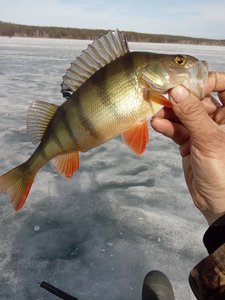 IMG_20170402_101502.jpg
