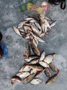 IMG_20170402_124941.jpg