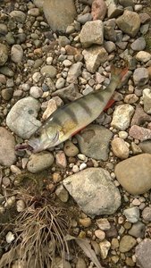 WP_20170429_005.jpg