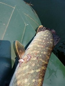 IMG_20170625_122502.jpg