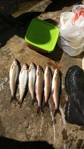 IMG_20170616_141500.jpg