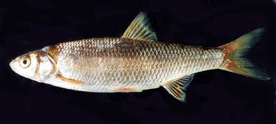 leuciscus.jpg