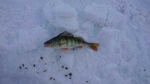 DSC_1338.JPG