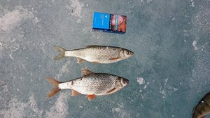 DSC_1406.JPG