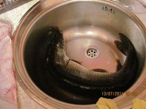 IMG_1022.jpg