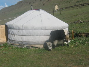 Монгольская экзотика.JPG