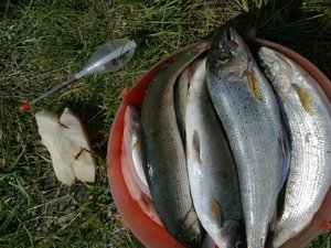 16072011391-1.jpg