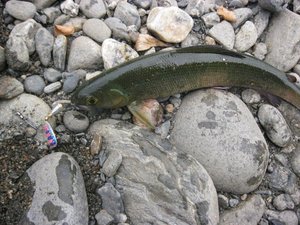 IMG_1733.JPG