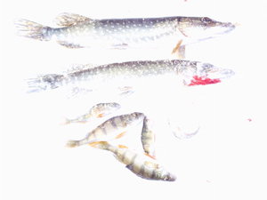 IMGP1208.jpg