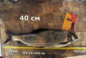 хариуз-Алекс-40см.jpg