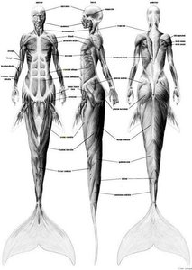 anatomia_rusalki[5].jpg