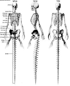 anatomia_rusalki-2[5].jpg