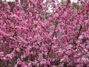 DSC00887.JPG