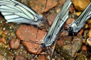 DSC_1288.JPG