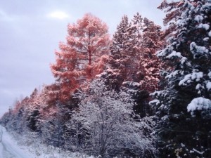DSCF2933.jpg